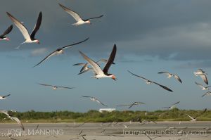 Josh Manring Photographer Decor Wall Art -  Florida Birds Everglades -62.jpg